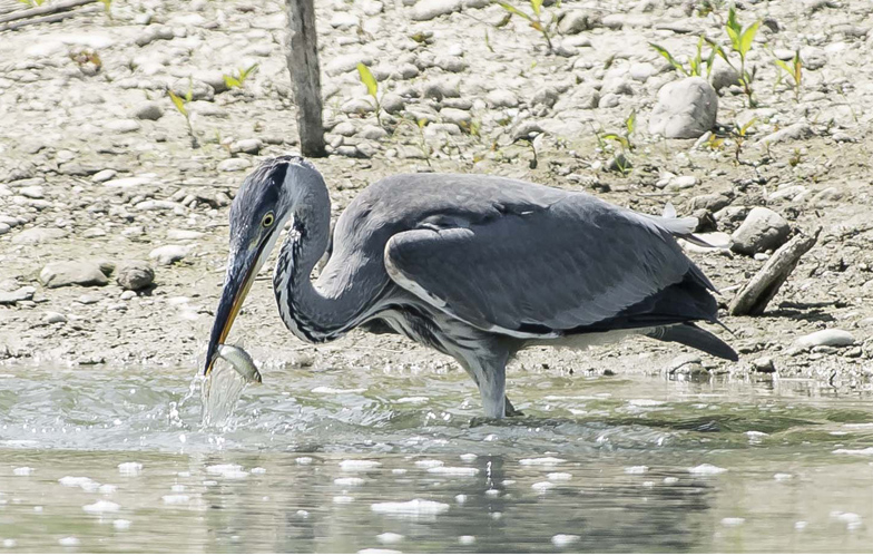 Il cibo dell''Airone